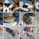 Stages of the dog’s recovery, (a) 10 days (b) 14 days (c) 17 days (d) 20 days, and (e) 24 days post-operation. (Image: C-Yoon Kim et al., 2016)